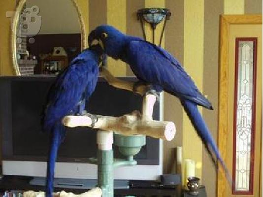 PoulaTo: Μπλε και χρυσό Macaw 1 χρονών Άνδρες και γυναίκες
